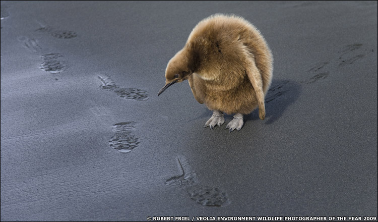 King Pinguin chick